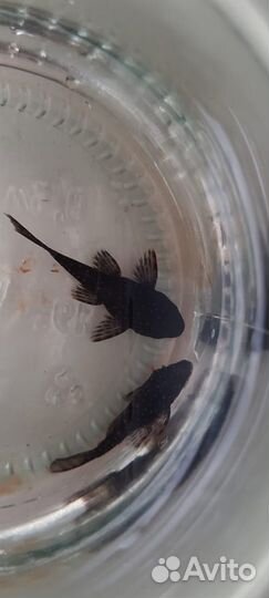 Анцитрус L 513