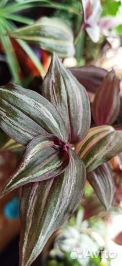 Традесканции и каллизия