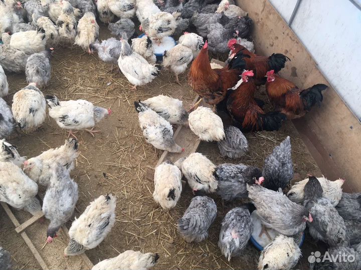 Домашняя птица