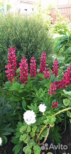 Люпин красный