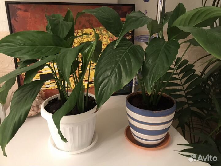 Спатифиллум в горшке