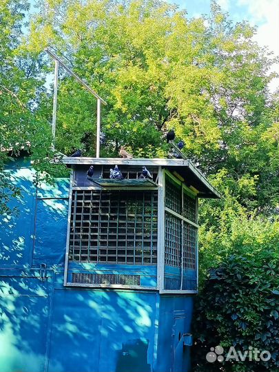 Голуби свердловские