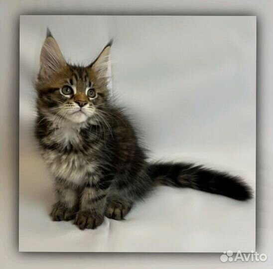 Мейн-кун девочка