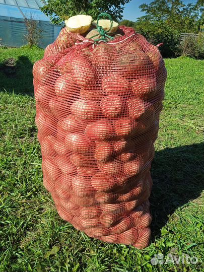 Картофель домашний