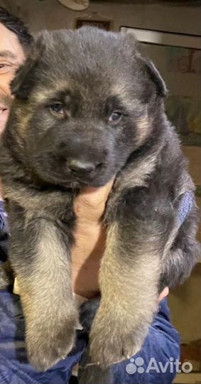 Щенки восточноевропейской овчарки