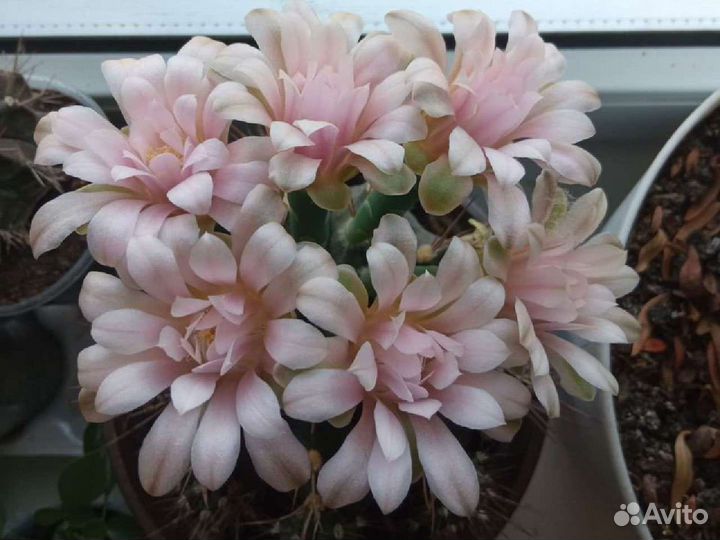 Кактус цветущий