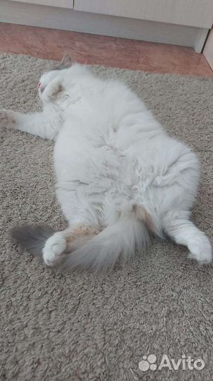 Кошка в добрые руки