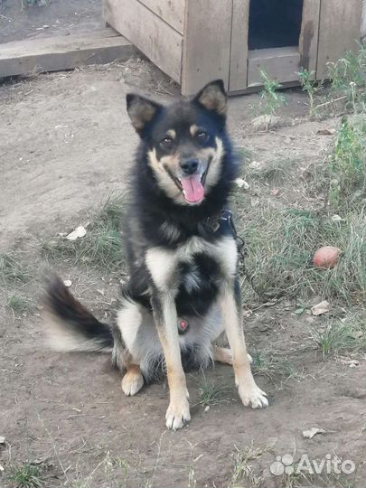 Собака в добрые руки отдам бесплатно