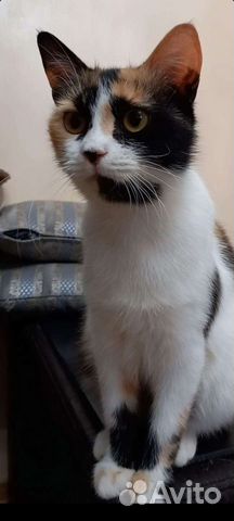 Кошка