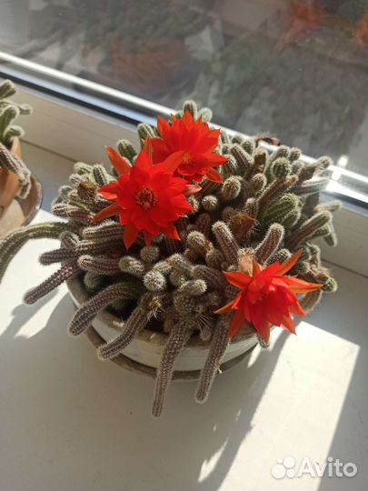 Кактусы и суккуленты