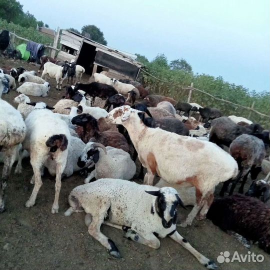 Овцы бараны ягнята. Конь