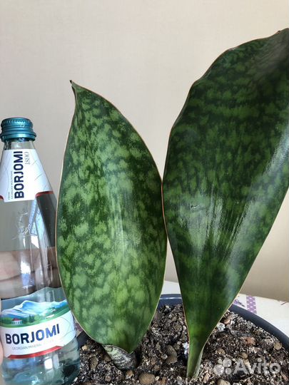 Сансевиерия массониана Виктория