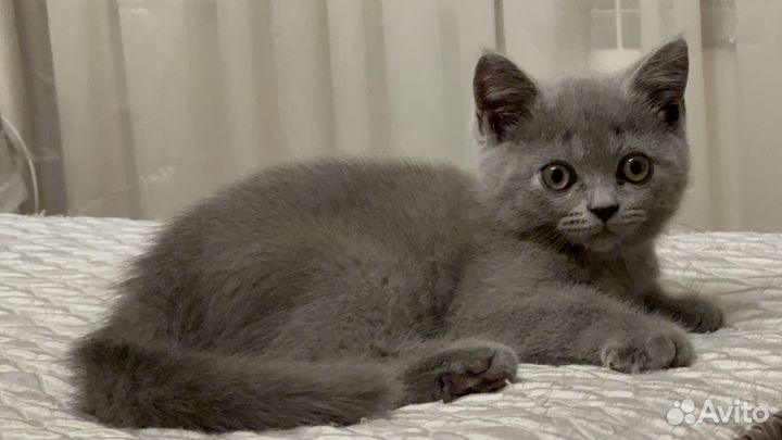 Породистые котята