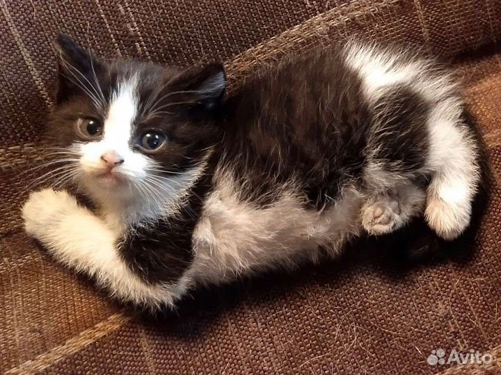 Котятки в добрые руки