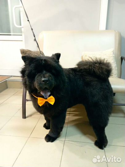 Стрижка и экспресс-линька собак