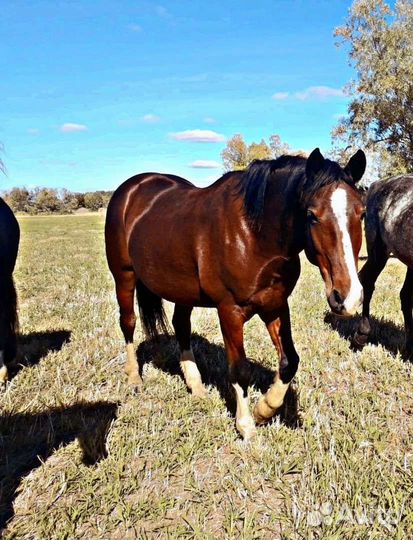 Конные прогулки и фотосессии