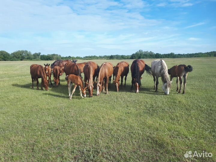 Лошади. Жеребец-производитель