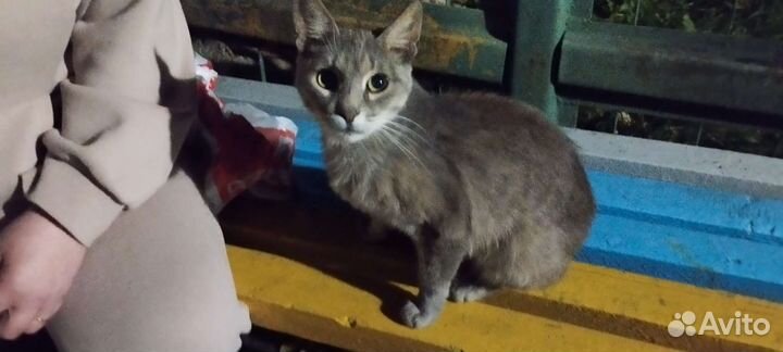 Молодой кот