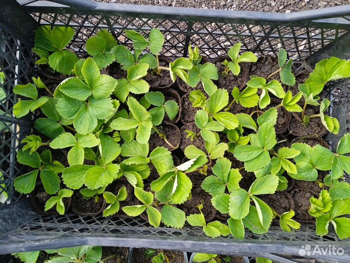 Рассада ремонтантной клубники