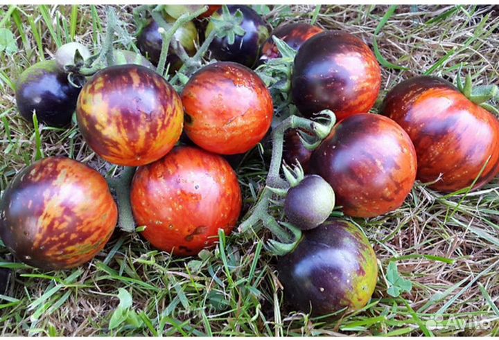 Семена томата гнома Anto Striped