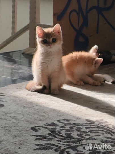 Британские котята