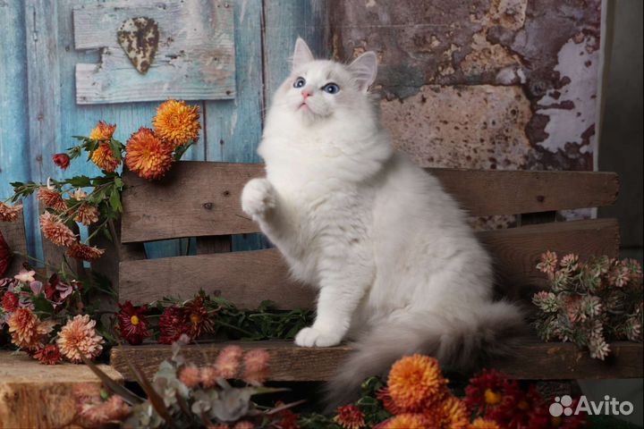 Кошка рэгдолл девочка