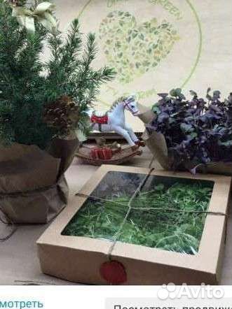 Микрозелень растущая и срезанная