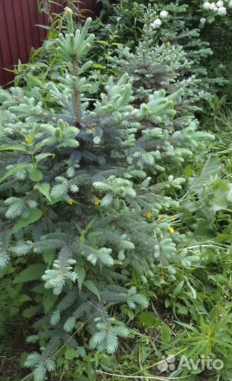 Ель голубая