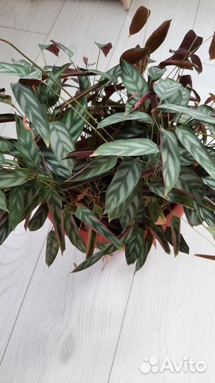 Лягушка цветок