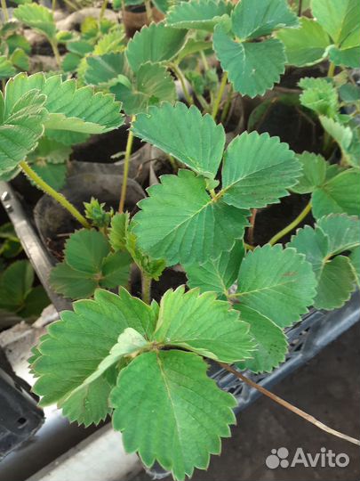 Продается рассада