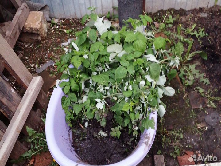 Саженцы ремонтантной малины