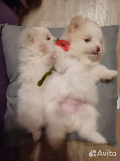 Щенки шпица