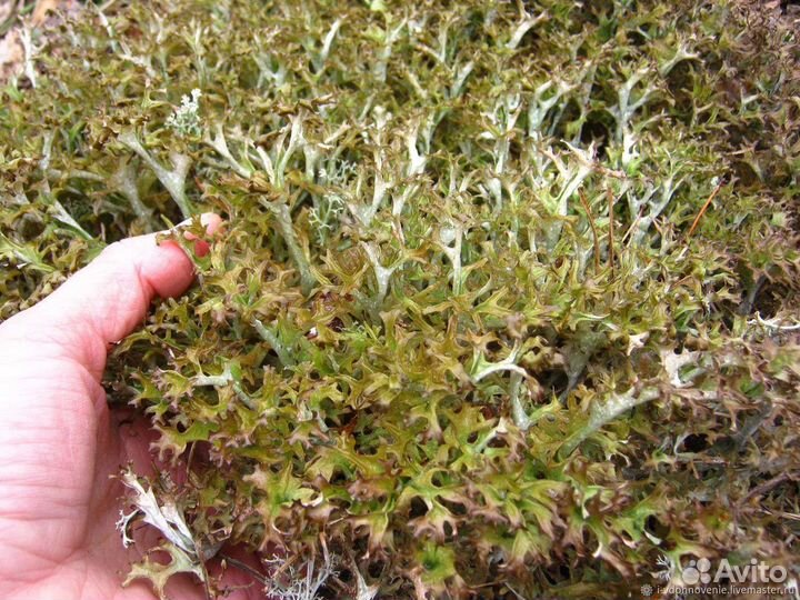 Исландский мох