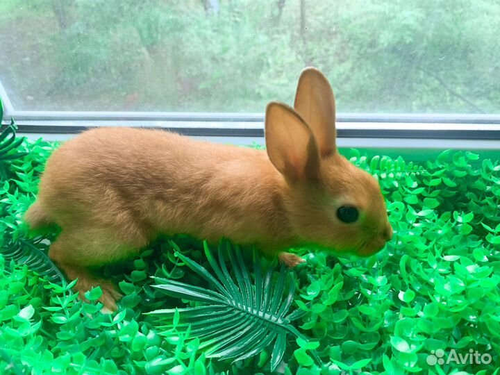 Карликовые крольчата мини