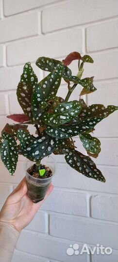 Бегония пятнистая Макулата