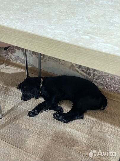 Русский спаниель