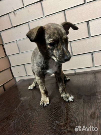 Щенки. мальчики и девочки. С Ушами.) В добрые