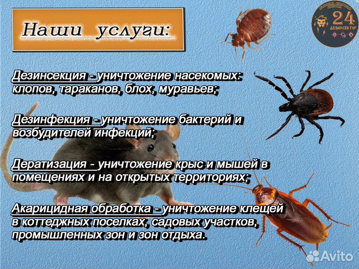 Уничтожение клопов, тараканов, клещей, грызунов