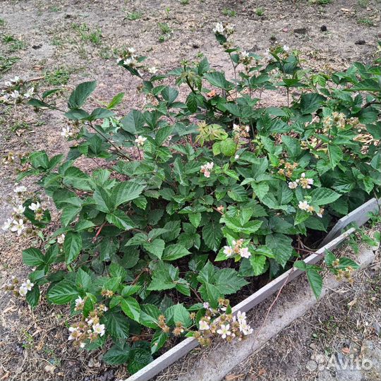 Ежевика кустовая