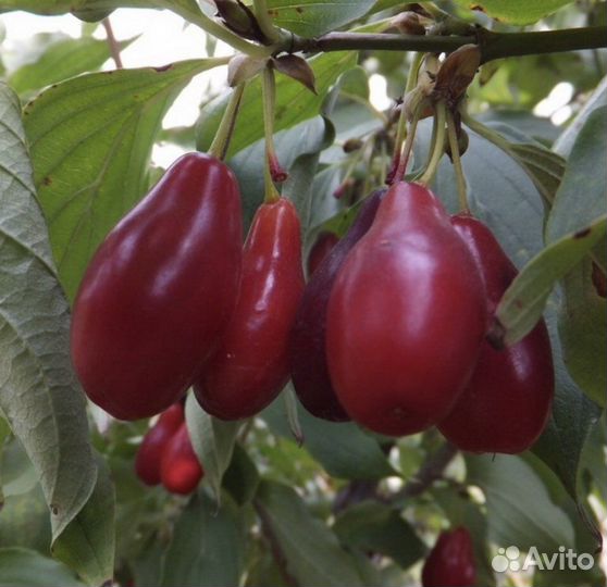 Кизил Алеша и Пионер