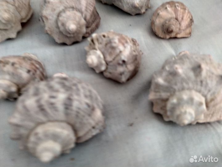 Морские ракушки