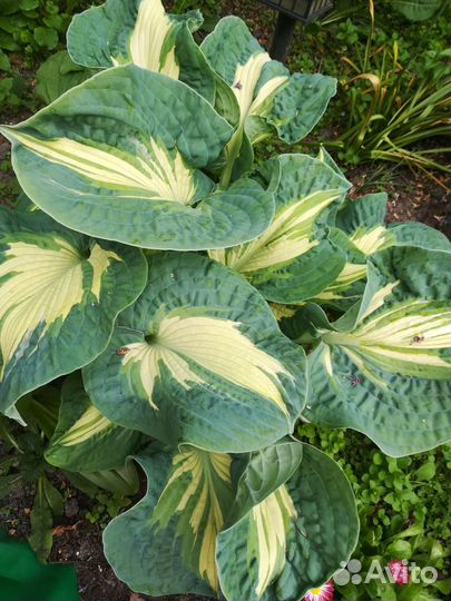 Хоста набор