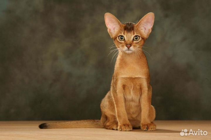 Передержка Абиссинских кошек