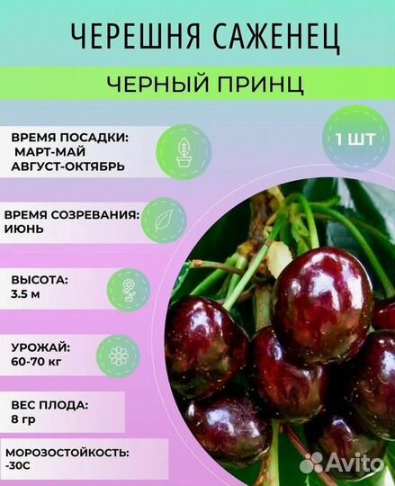 Растения для сада