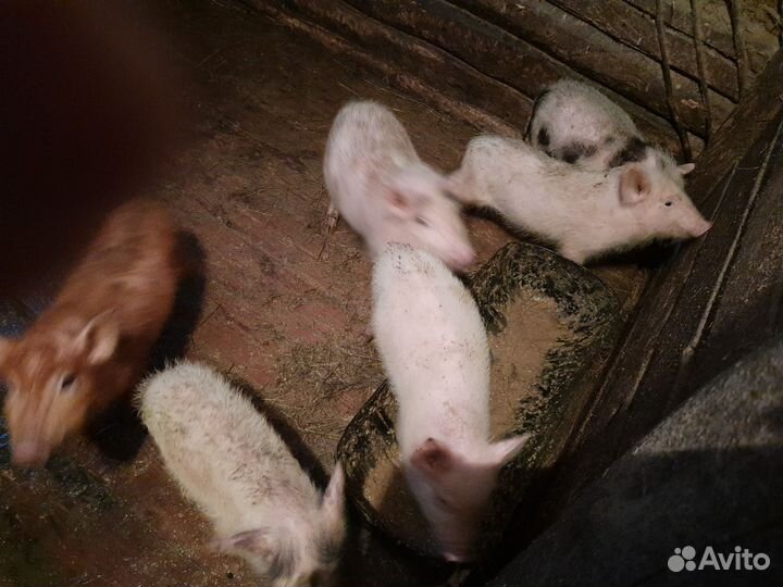 Вьетнамские поросята