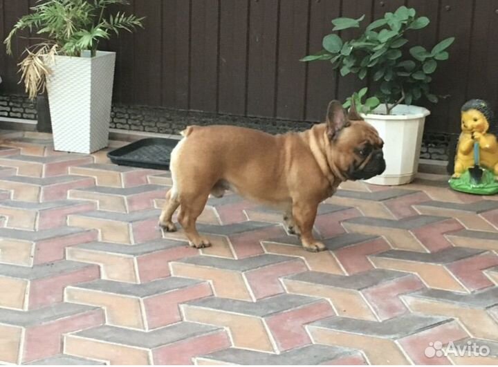 Французский бульдог щенки девочка