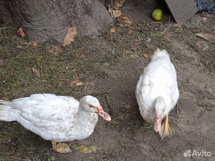 Мускусные утки