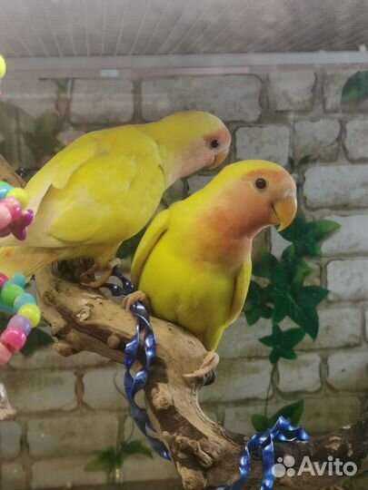 Попугаи Неразлучники
