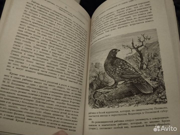 Л.Сабанеев-Охотничьи птицы. Труды по охоте