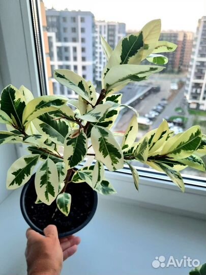 Фикус альбомаргината, гавайская